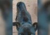 Homem é preso em Ponta Grossa por maus-tratos a animais; cão corre risco de morte.