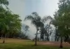 Incêndio atinge reserva florestal do Parque das Palmeiras em Maringá
