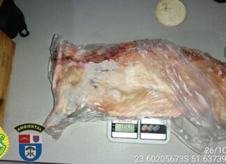 PM Ambiental apreende armas e encontra animal abatido em Jandaia do Sul