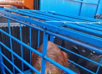 CURIOSIDADE : Capivara que estava no centro de Jandaia do Sul é resgatada