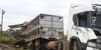 Carreta carregada com porcos é atingida por trem em Cambira