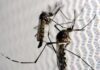 NACIONAL – Casos de dengue em todo o país aumentam 95% em relação a 2021