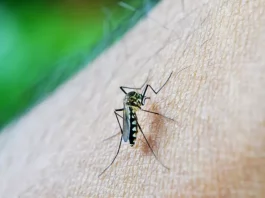 Casos de dengue chegam mais cedo nos municípios da região