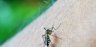 Casos de dengue chegam mais cedo nos municípios da região