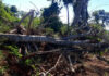 Batalhão Ambiental localiza desmatamento em Catanduvas Pr e aplica multa de R$ 84 mil
