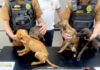 Policiais prendem mulher e apreendem adolescente por maus-tratos a animais em Matinhos