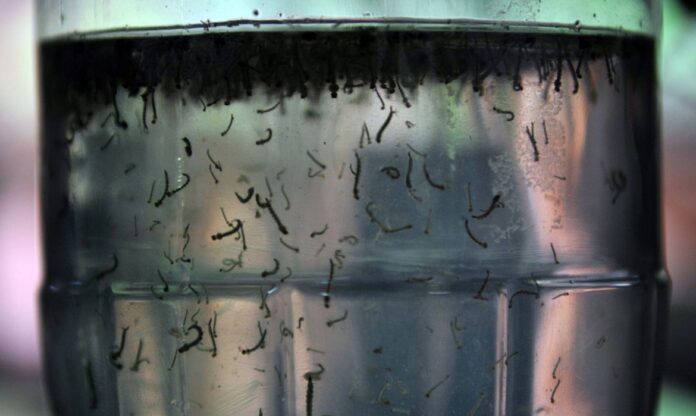 mosquito_dengue