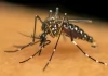 Mais 127 novos casos de dengue são confirmados na região