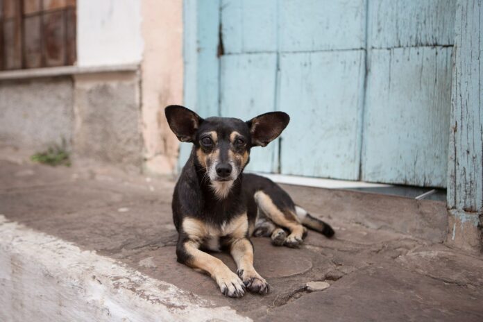 01-stray-dogs-nationalgeographic_1927666