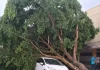 Ventos chegaram a 77,4 km/h em Apucarana, diz Simepar Temporal derrubou dezenas de árvores na cidade e deixou um rastro de destruição; saiba mais