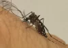 Maringá é a segunda cidade do Paraná com mais casos de dengue; veja os detalhes
