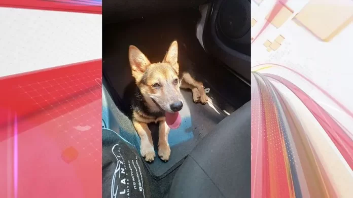 Cachorra-esta-sendo-cuidada-por-moradora-do-Coloni-00822105-0-202312241838-ScaleDownProportional