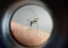 Apucarana ultrapassa 11,7 mil casos de dengue, informa Sesa