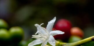 Cultivo de Café em Jandaia do Sul e Vale do Ivaí: Uma Tradição que se Renova