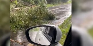 Chuva forte provoca queda de árvore na BR-369 em Jandaia do Sul
