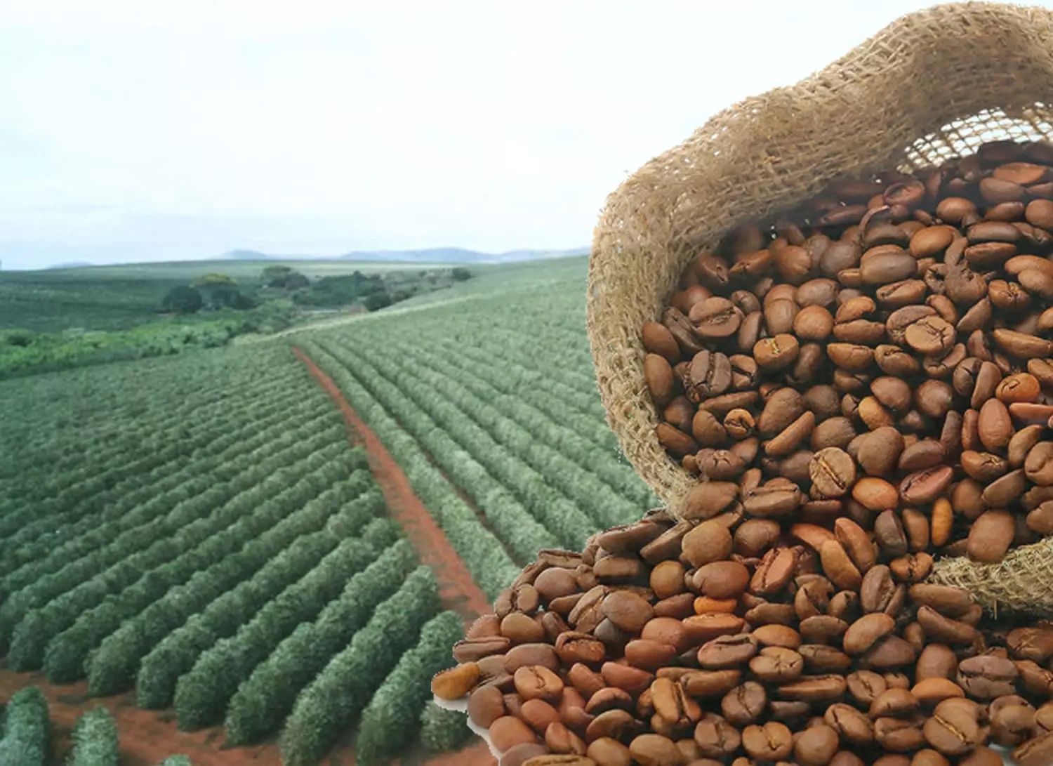 A Alta do Preço do Café: Entenda os Fatores Por Trás da Inflação Climática