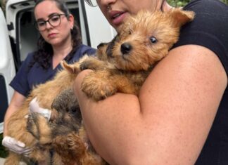 PCPR resgata mais de 130 cães vítimas de maus-tratos e prende mulher em Bocaiúva do Sul