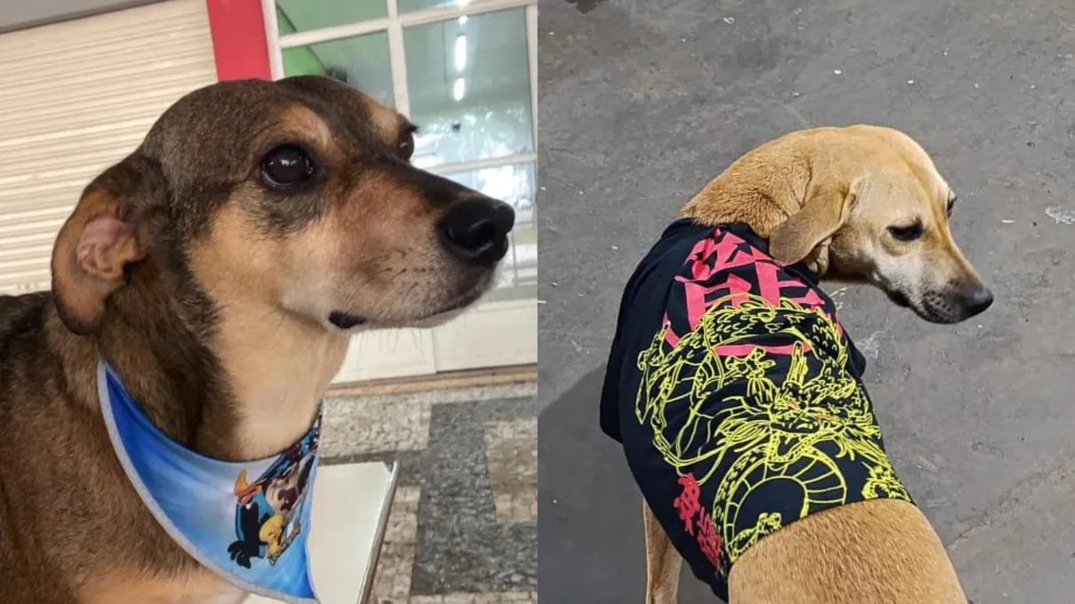 Mascotes da Praça do Café morrem atropelados em Jandaia do Sul