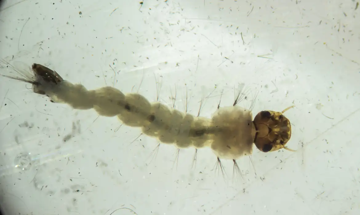 Brasil inaugura maior biofábrica do mundo de mosquitos “do bem”