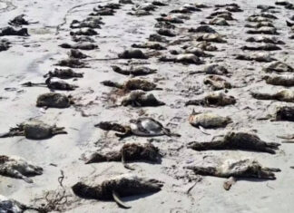 Mais de 700 pinguins são encontrados mortos no litoral de São Paulo