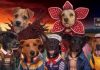 Adote um amigo de Stranger Things! Veja os personagens para adoção em Curitiba
