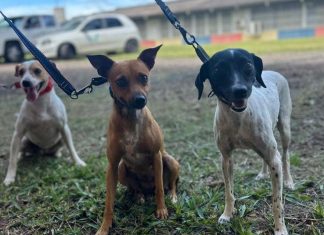 Paraná abre processo seletivo para participação de OSCs no Conselho de Direitos Animais
