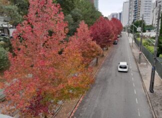 Começa o espetáculo das árvores vermelhas na Rua do Outono de Curitiba