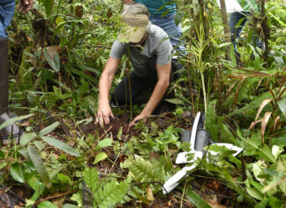Plantio de mudas, trilha sensorial e mutirão agitam a Semana do Meio Ambiente