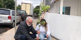 Prefeitura de Jandaia do Sul inicia nova etapa de plantio de árvores
