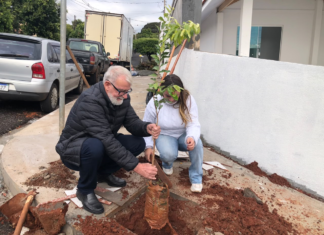 Prefeitura de Jandaia do Sul inicia nova etapa de plantio de árvores