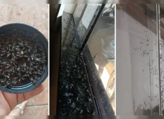 Moradores reclamam de proliferação de moscas em Arapongas (PR): “Insustentável”
