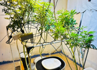PMPR apreende plantas de maconha e balanças após denúncias em Londrina