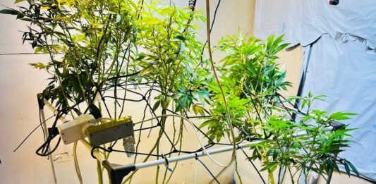 PMPR apreende plantas de maconha e balanças após denúncias em Londrina