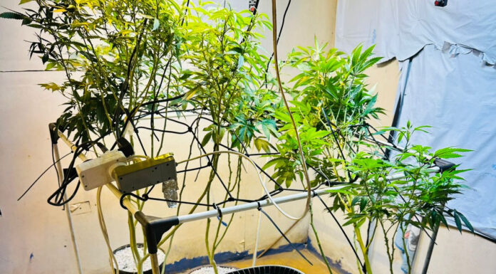PMPR apreende plantas de maconha e balanças após denúncias em Londrina