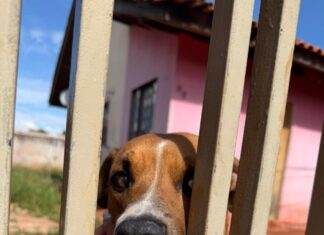 Abandono de cão rende multa de mais de R$ 7 mil em Arapongas