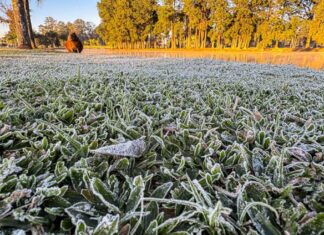 Paraná pode amanhecer com geada neste sábado; veja a previsão