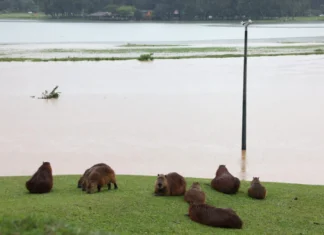 Paraná registra granizo e até tornados: chuva pode vir mais forte nesta sexta-feira