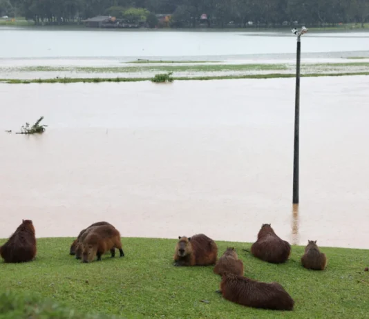 Paraná registra granizo e até tornados: chuva pode vir mais forte nesta sexta-feira