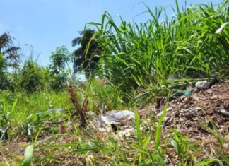 Proprietário é multado em mais de R$ 25 mil por falta de limpeza em terreno em Ponta Grossa