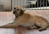 Você viu o Bento? Família procura por cachorro desaparecido em Apucarana