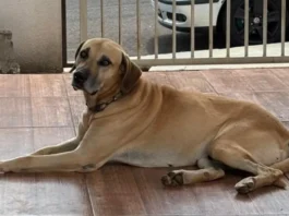 Você viu o Bento? Família procura por cachorro desaparecido em Apucarana