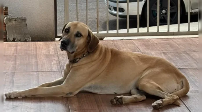 Você viu o Bento? Família procura por cachorro desaparecido em Apucarana